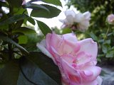 2009 Flora 062.JPG